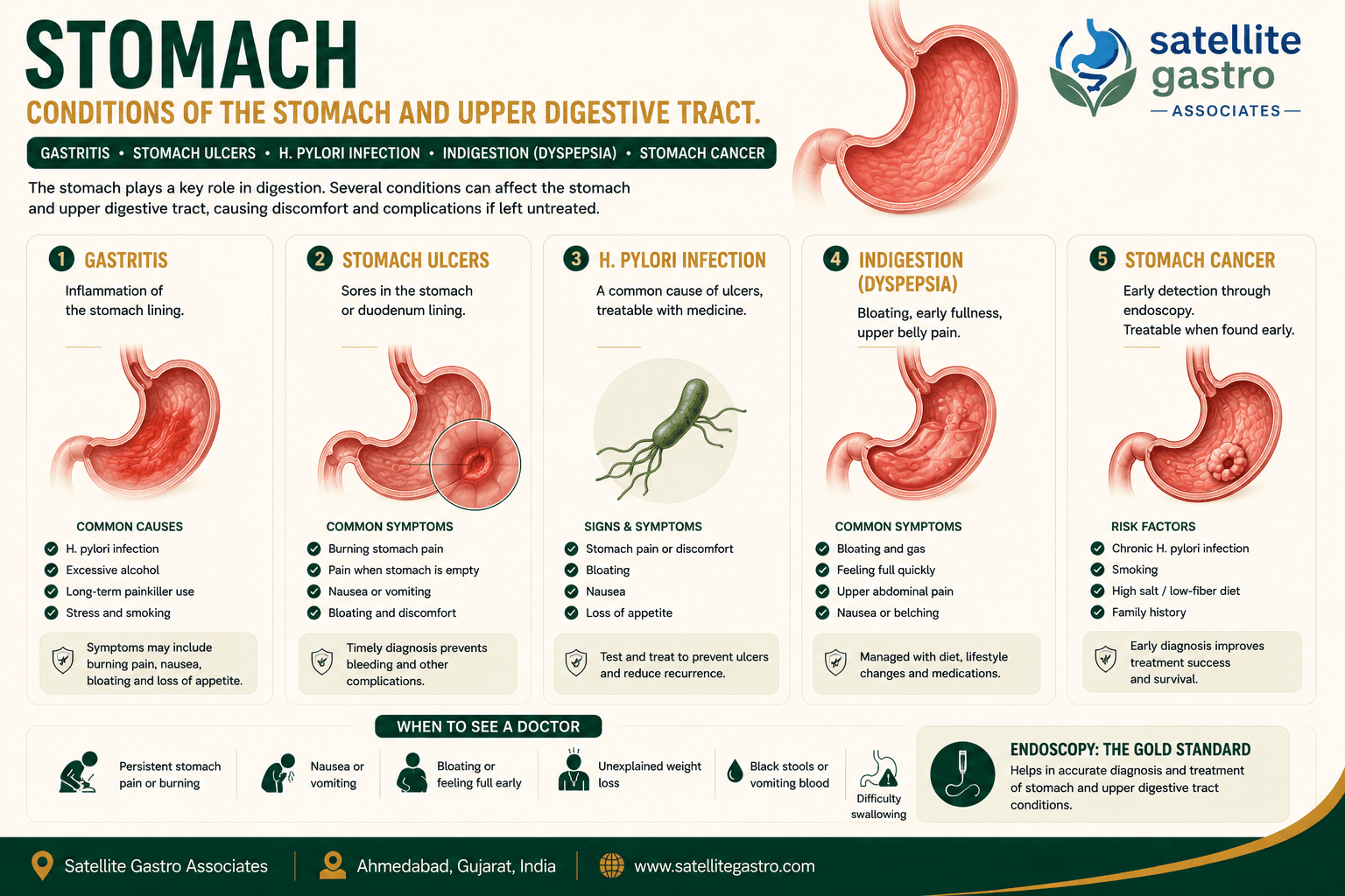 Stomach